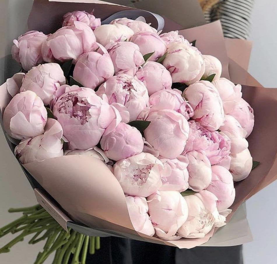 Pfingstrose Rosa
