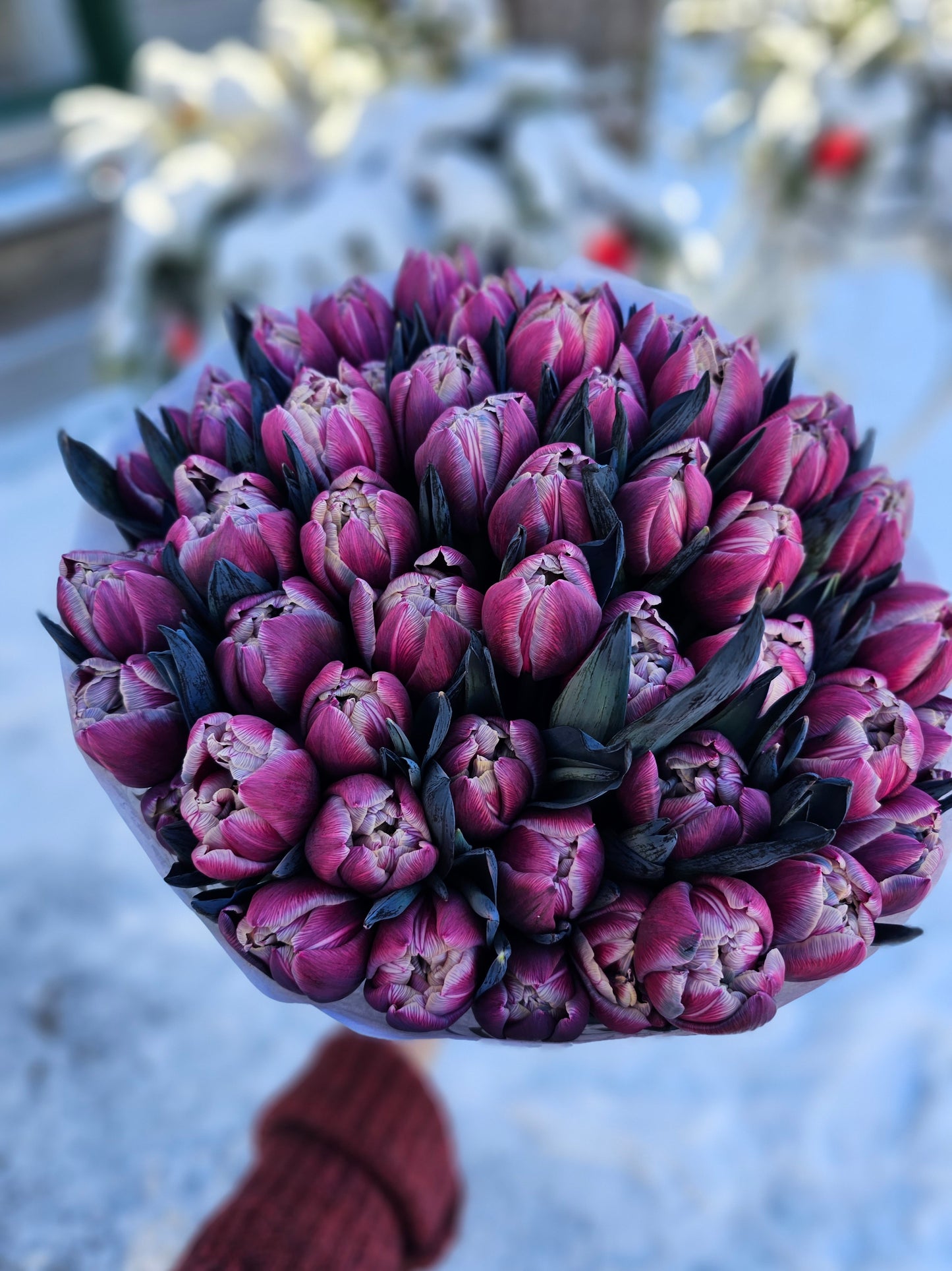 Purpurtulpen-Traum