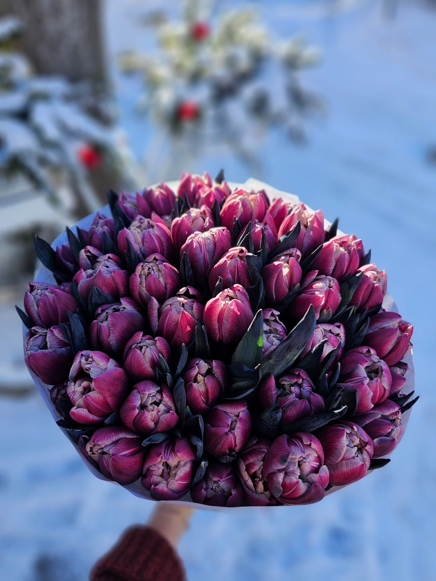 Purpurtulpen-Traum