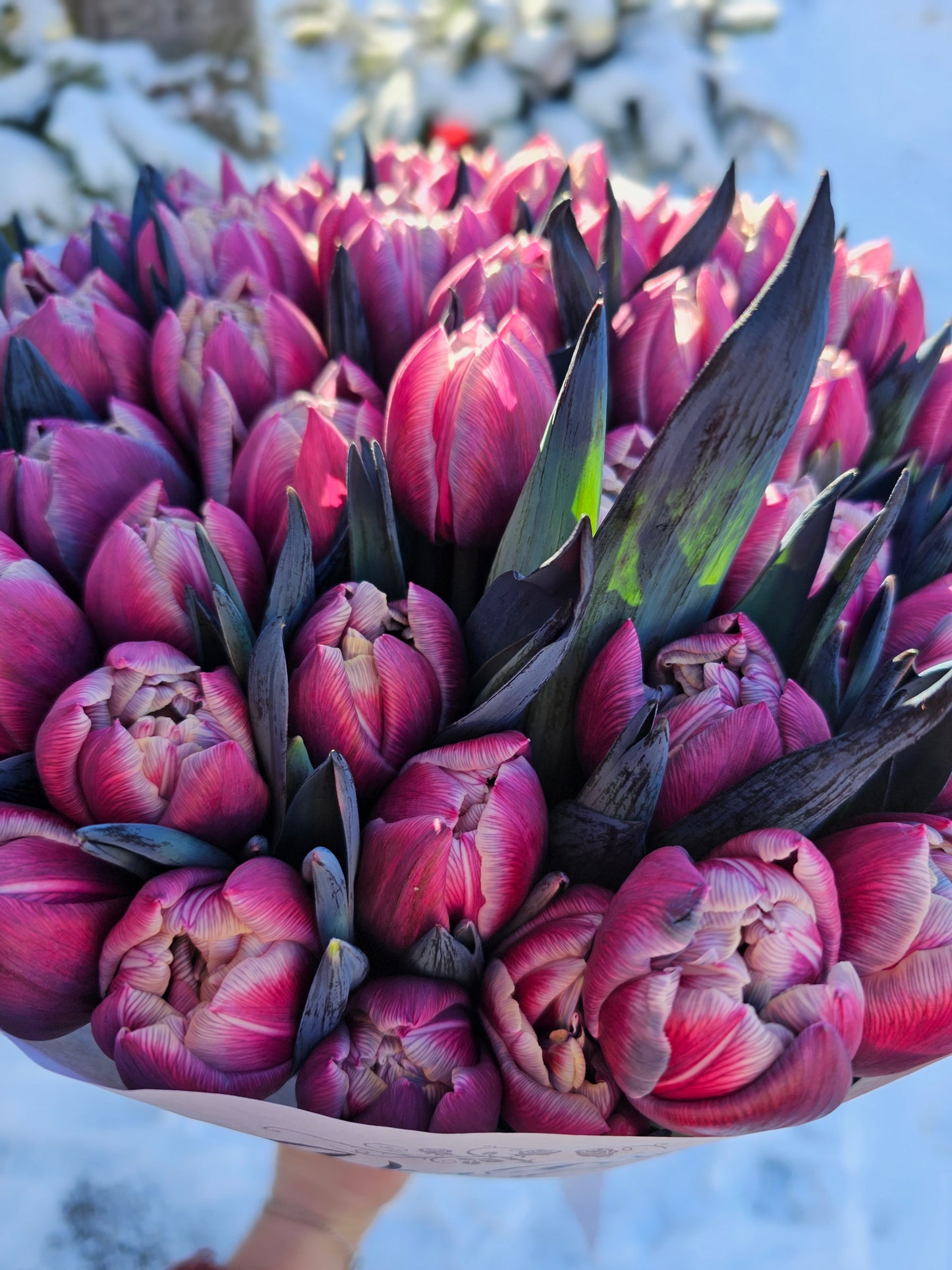Purpurtulpen-Traum