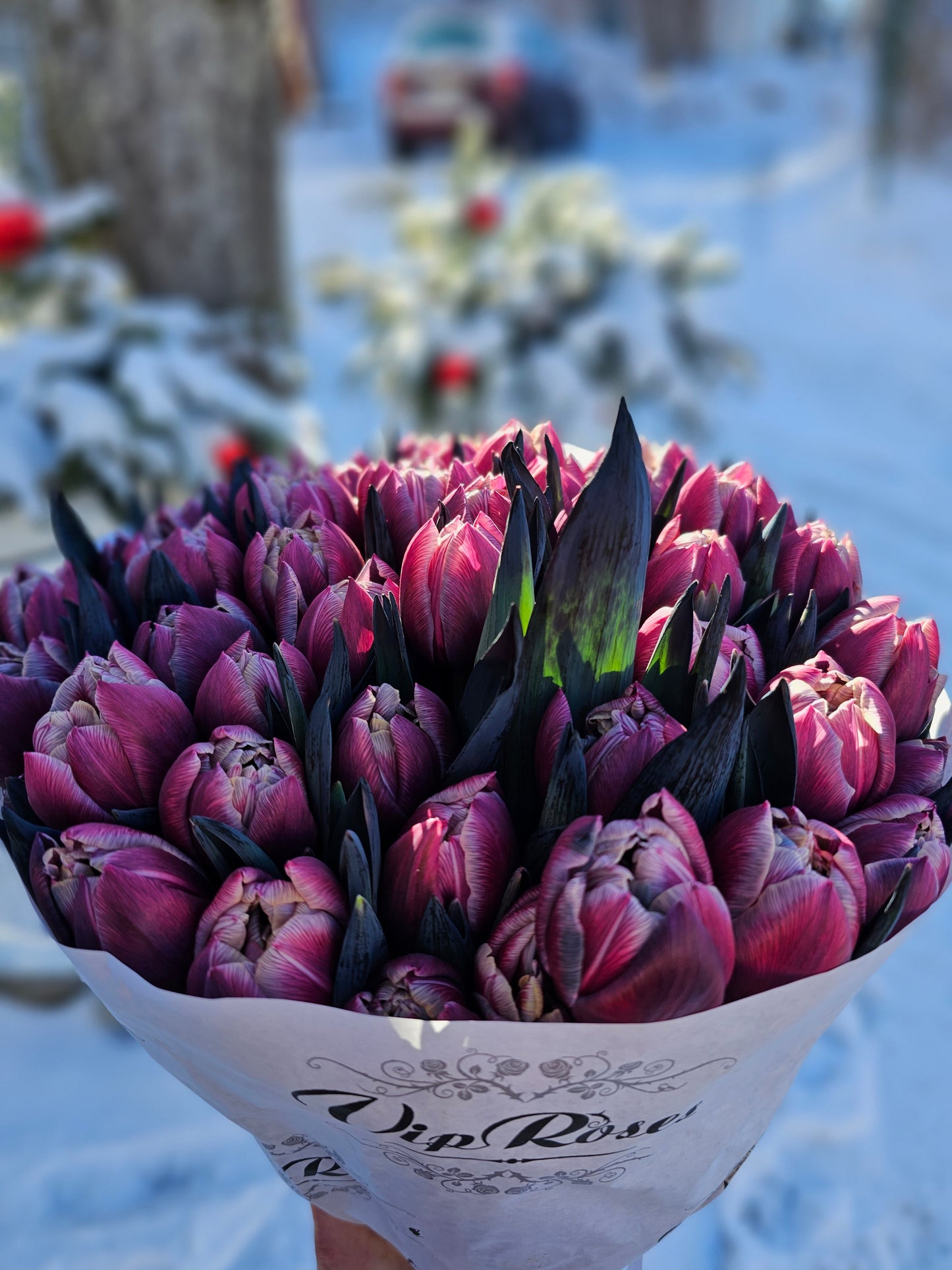 Purpurtulpen-Traum