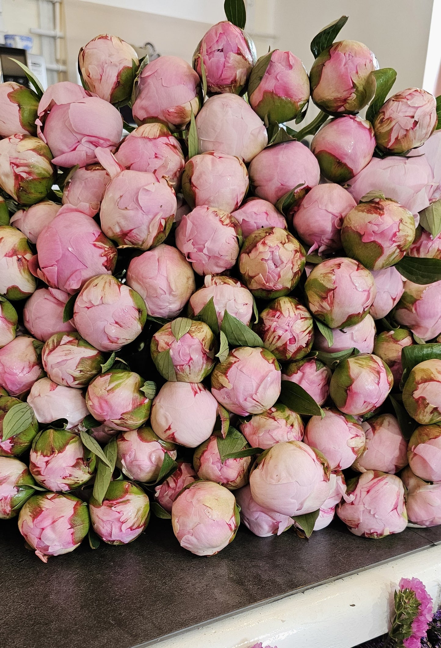 Pfingstrose Rosa