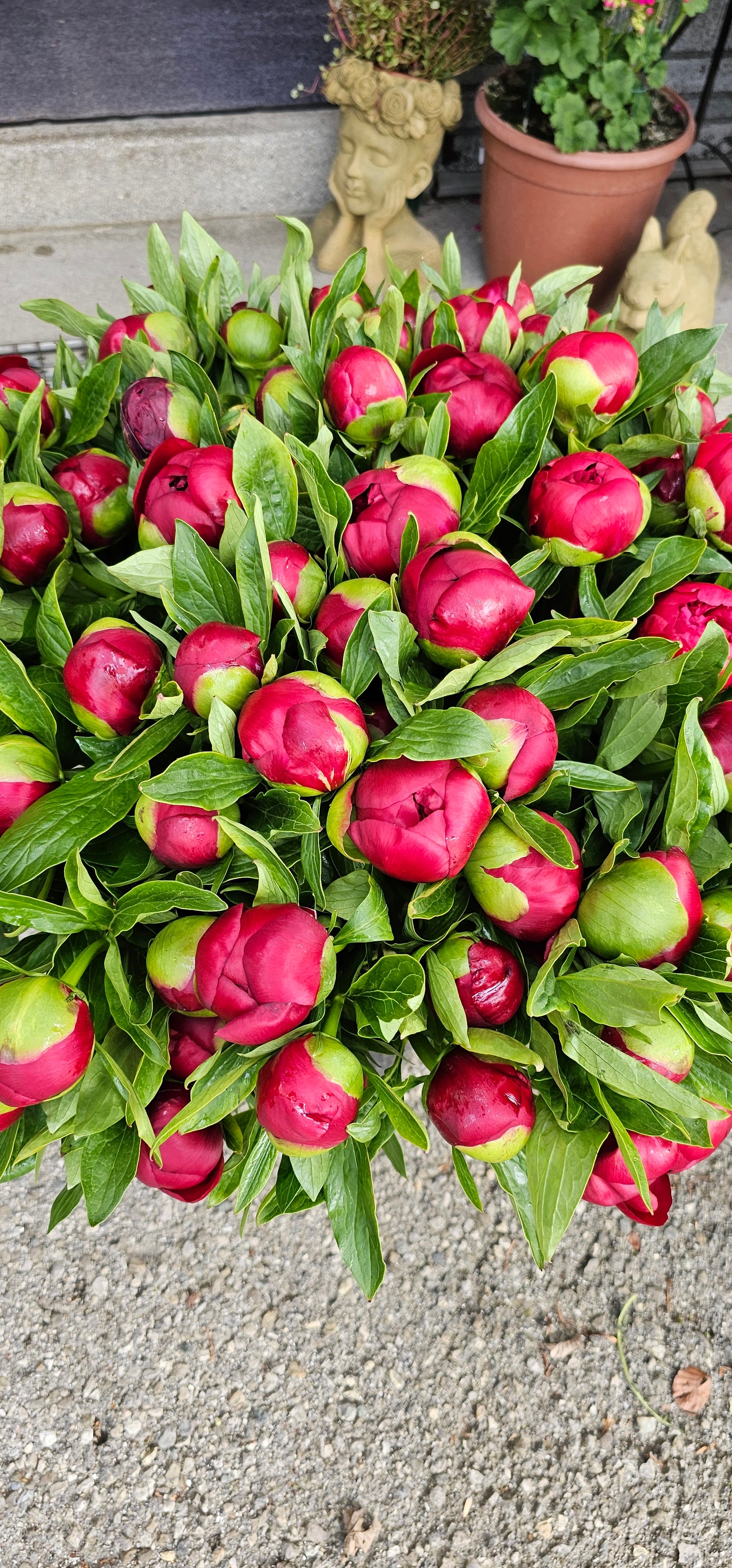 Pfingstrose Rot