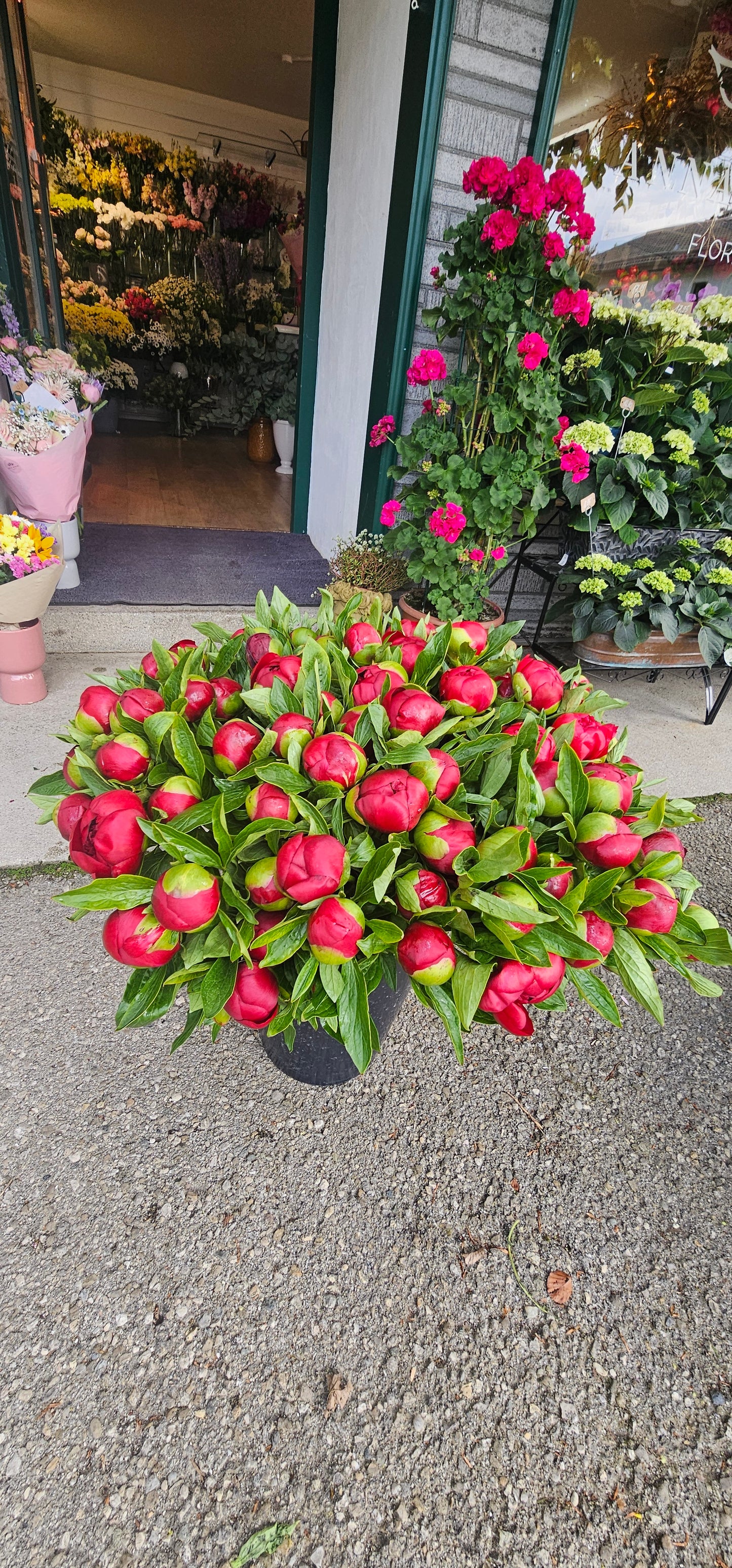 Pfingstrose Rot
