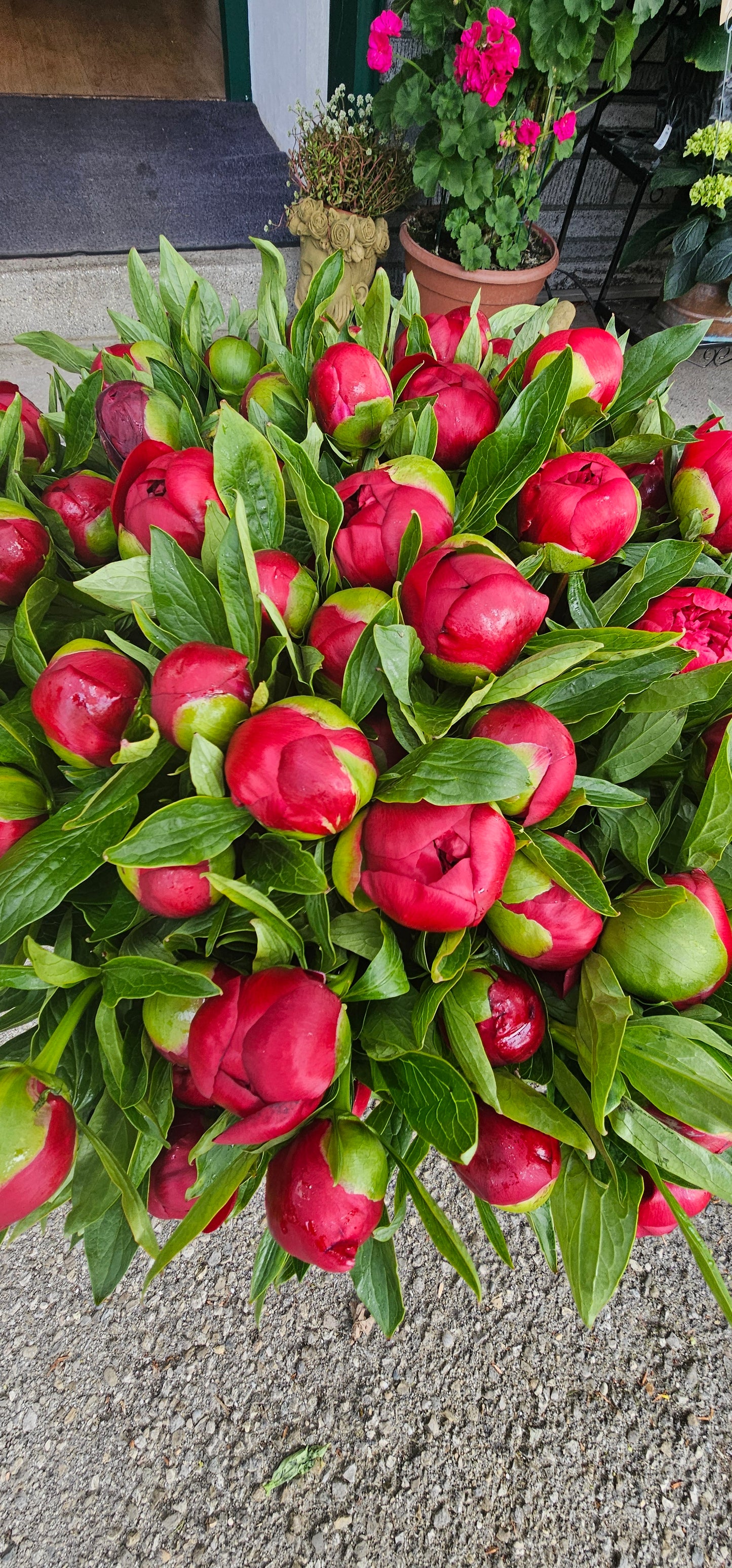 Pfingstrose Rot