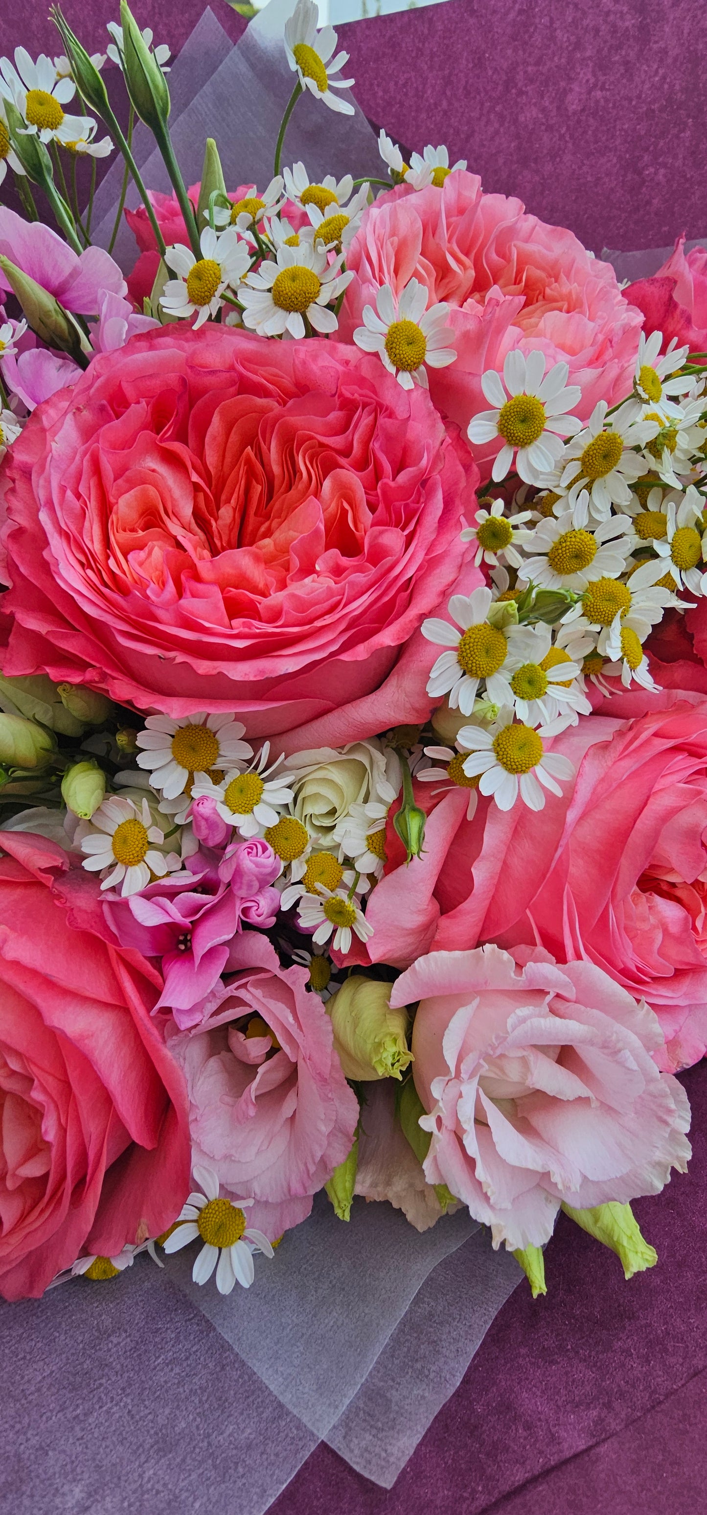 Rosenfreude