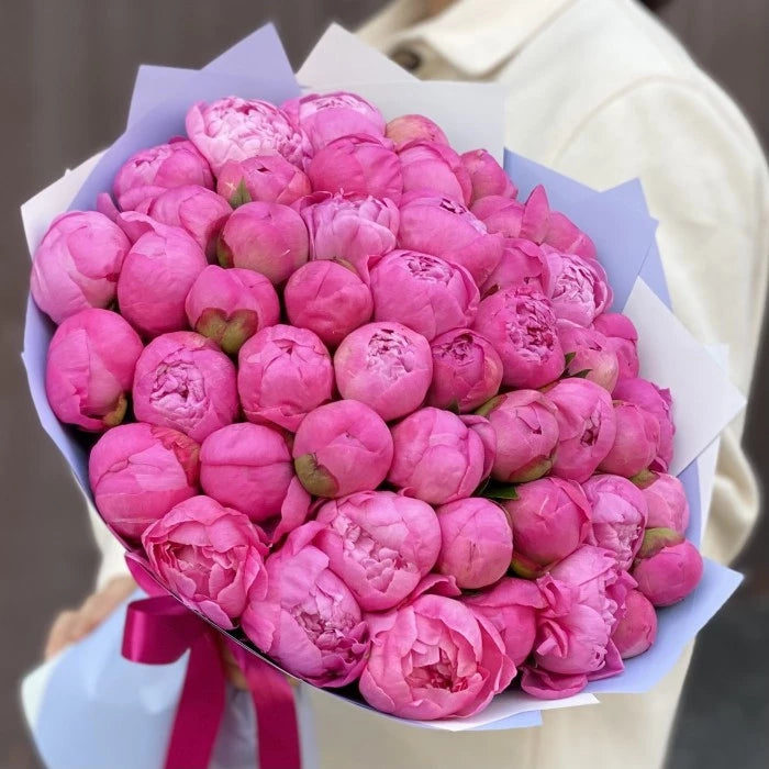 Pfingstrose Pink