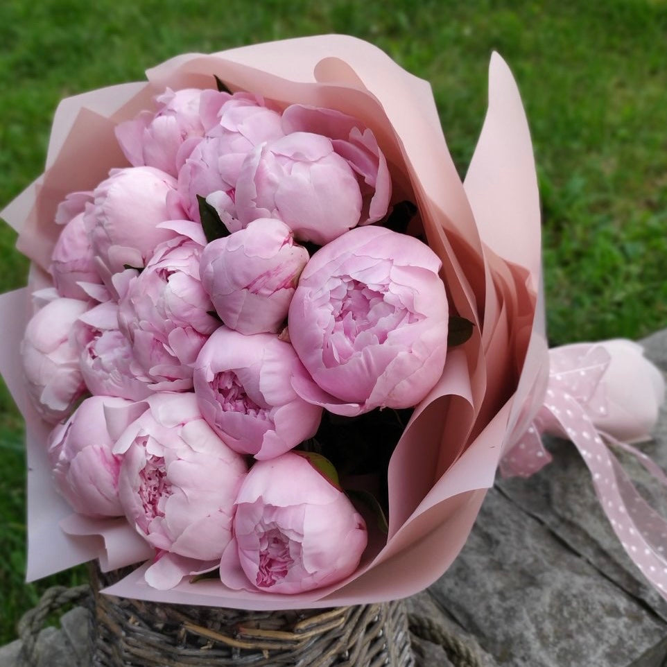 Pfingstrose Rosa