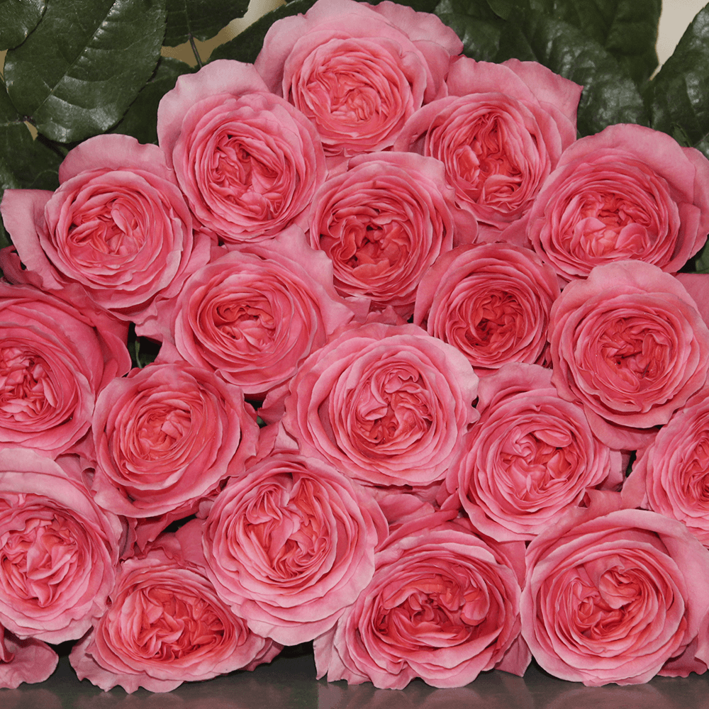 Pink Expression