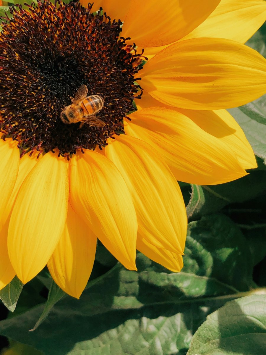 Sonnenblumen
