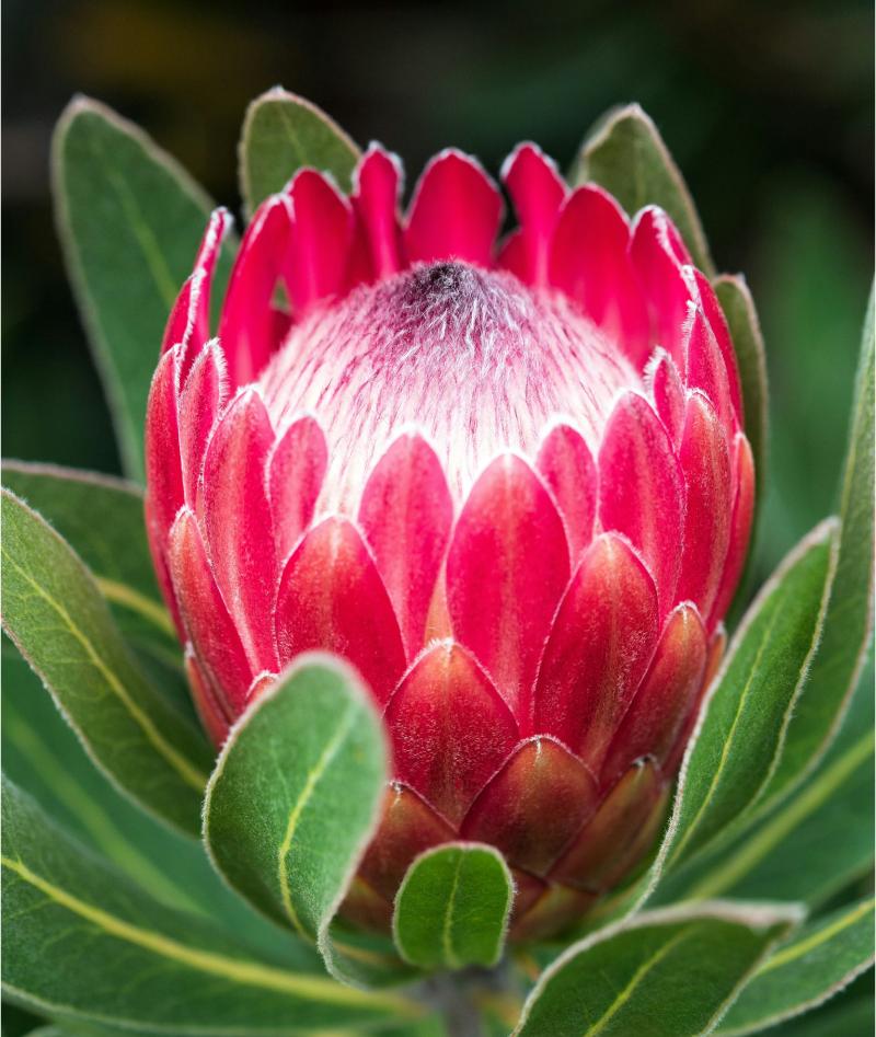 Exotische Blumen