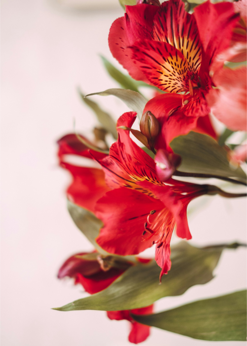 Inkalilien (Alstroemeria)