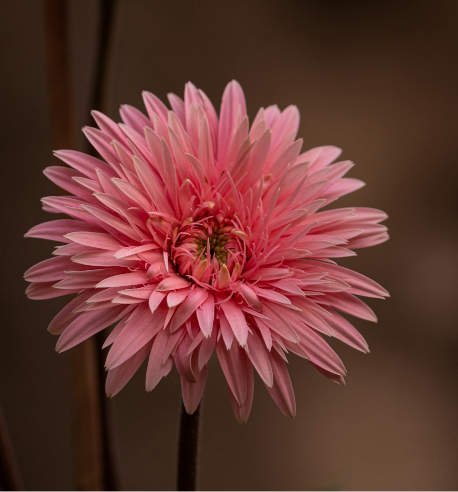 Gerbera