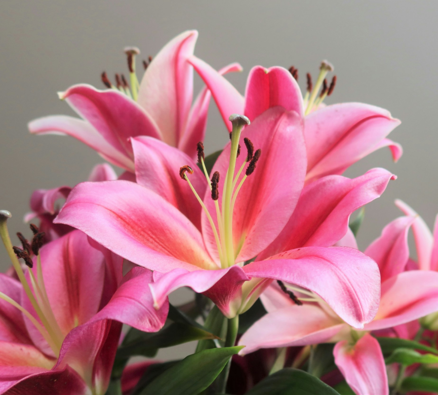Lilien