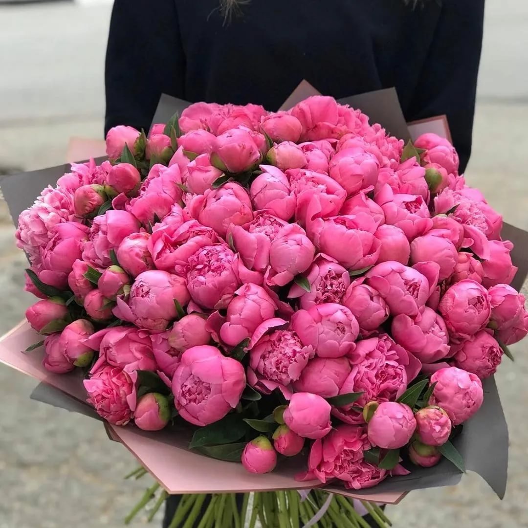 Pfingstrose Pink