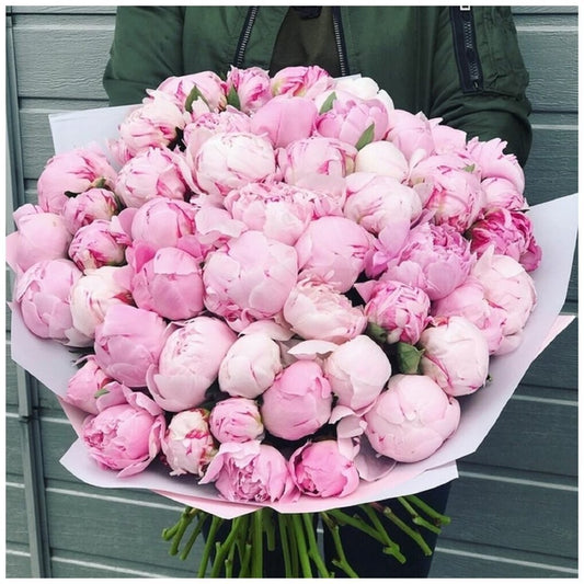 Pfingstrose Rosa