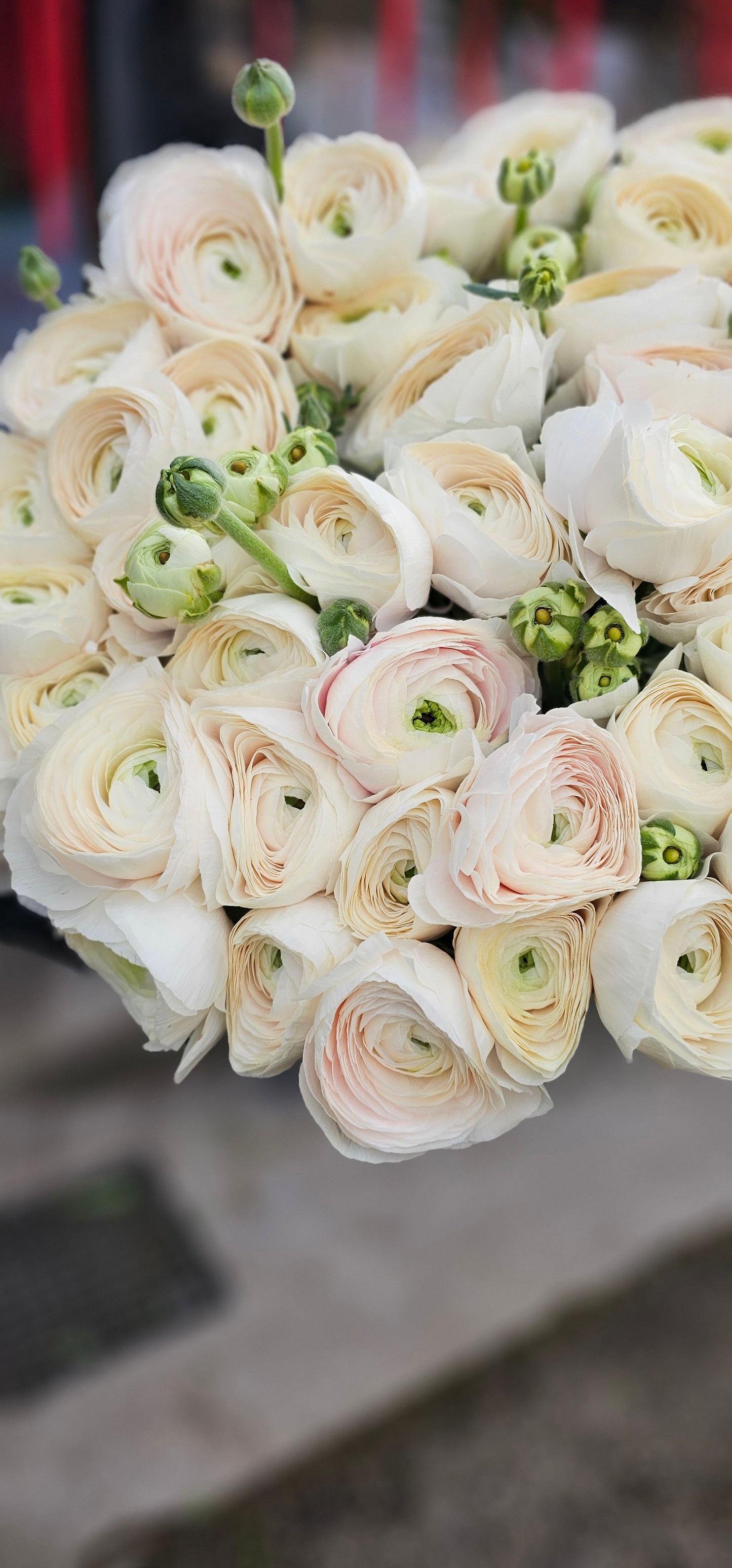 Zarte Ranunkel-Cloud