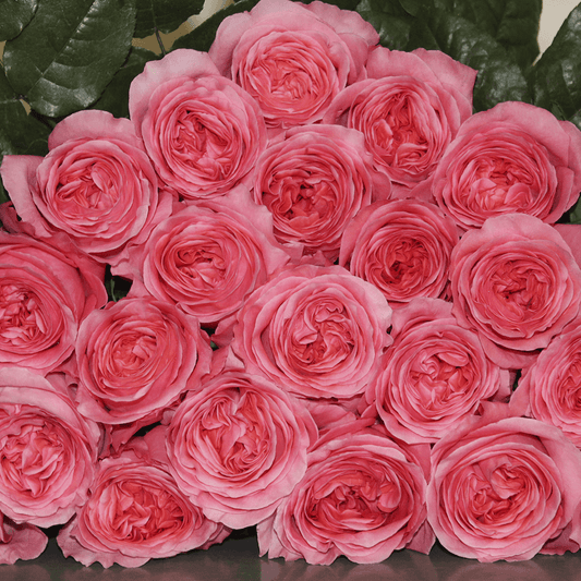 Pink Expression